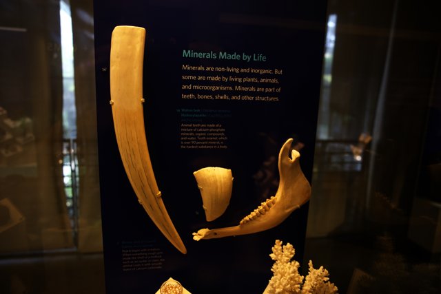 Intriguing Ivory Exhibits at the California Academy of Sciences