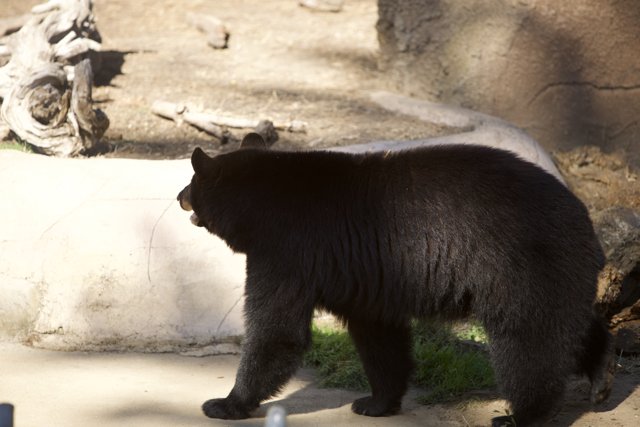 Majestic Black Bear Encounter at SF Zoo