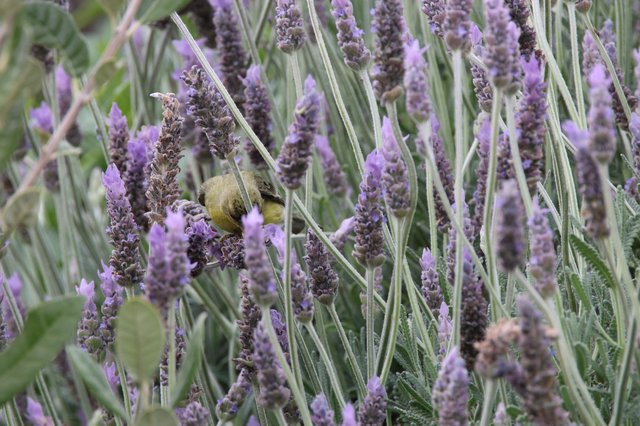 Common Yellowthroat Feeding Among Lavender Blooms