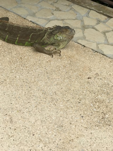 Iguana on the Path