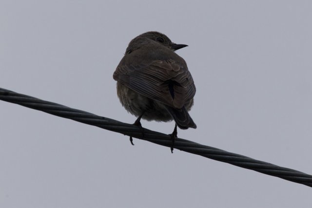 Perched and Poised