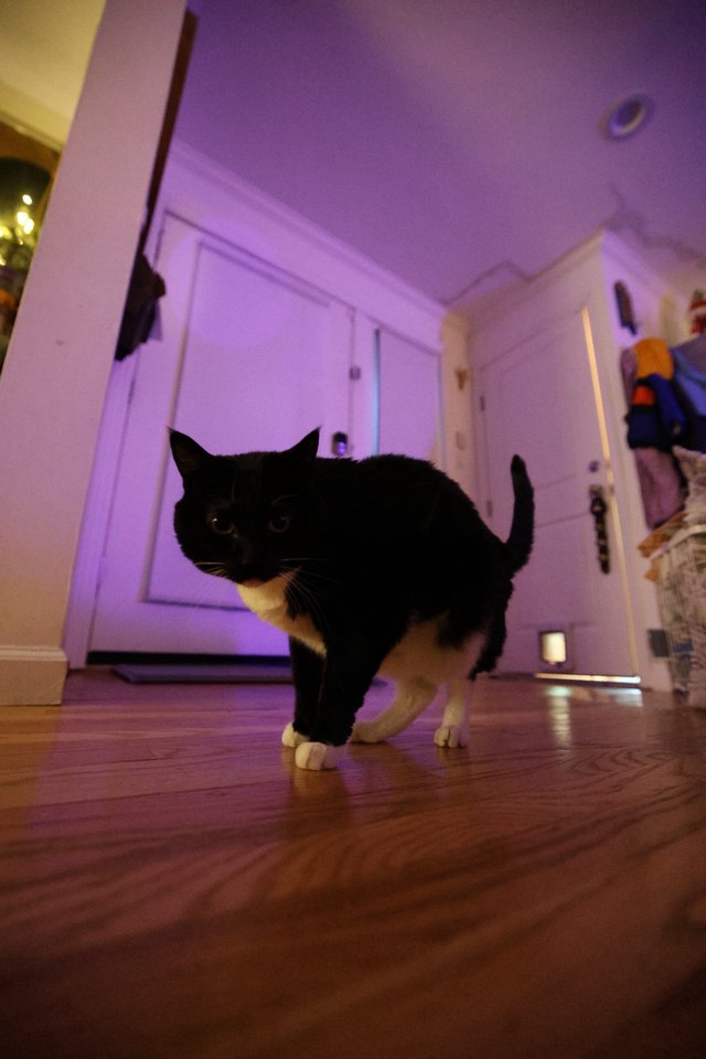 Black and White Cat Walking Through Purple-Lit Hallway