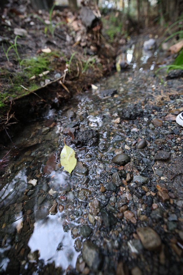 Yellow Leaf Floating in Shallow Forest Stream