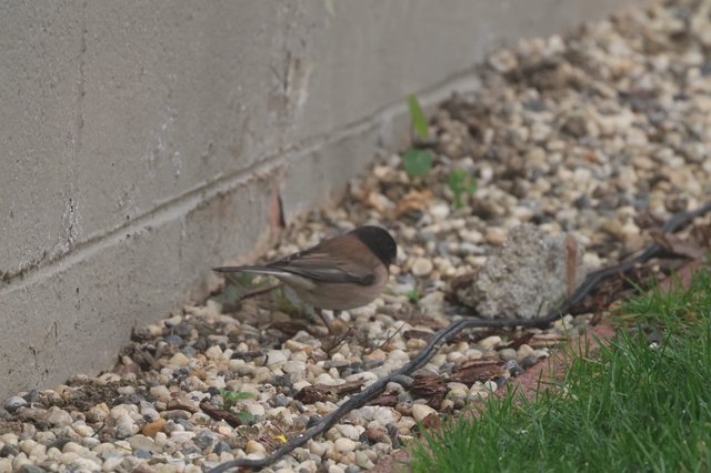 Dunnock and House Sparrows Foraging on Gravel Path