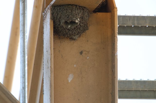 Mud Dauber Wasp Nest on Wooden Beam