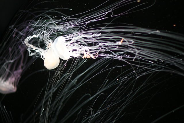 Bioluminescent Jellyfish in the Dark Waters