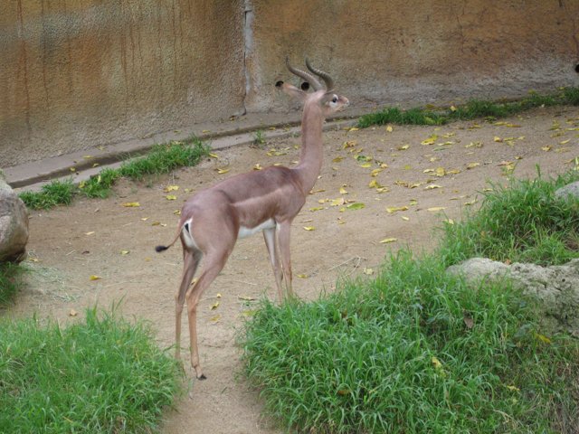 Graceful Gazelle in the Grass