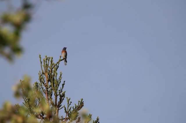 Western Bluebird Perched on Juniper Branch at Dawn