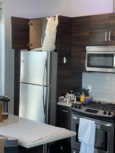Feline in the Kitchen