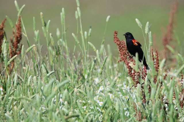 Red-winged Blackbird Perched on Wetland Vegetation
