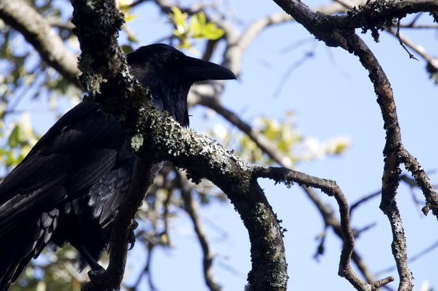 Raven Perched on Lichen-Covered Branch at Dusk