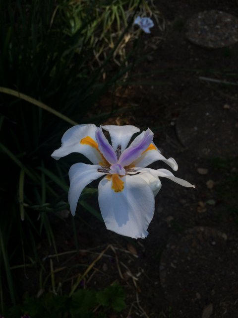 Purple Lily Blooms in Altadena