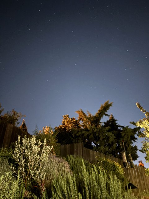 Nocturnal Serenity