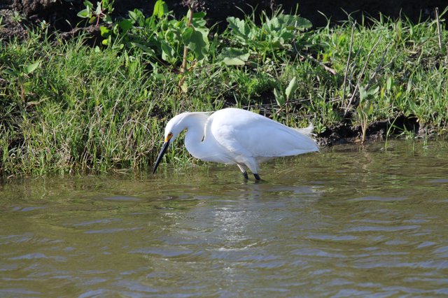Snowy Egret Hunting in Shallow Wetland Waters