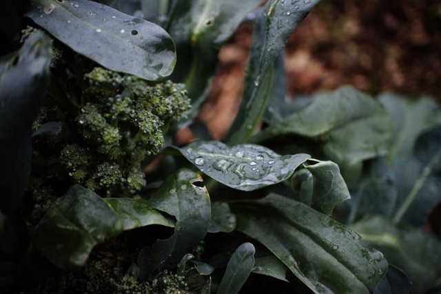 Refreshing Broccoli Plant