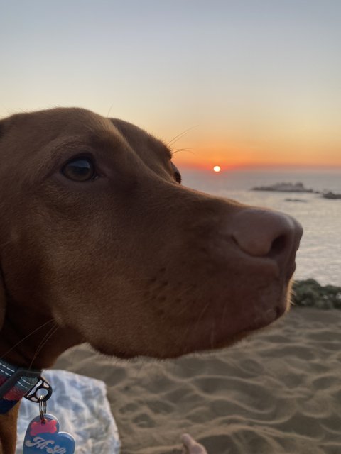 Canine Contemplation on the California Coast