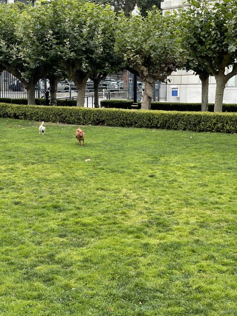 A Canine's Day Out in San Francisco