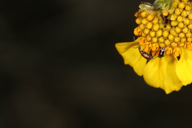Insect on a Yellow Flower