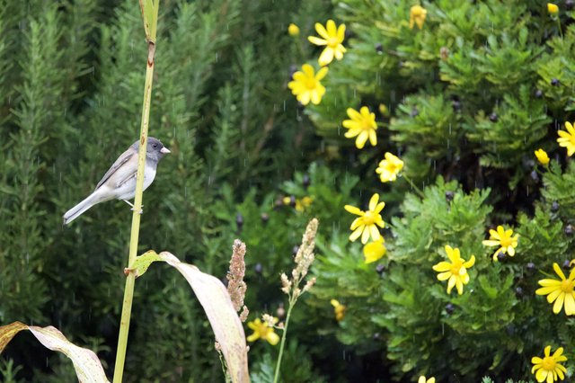 Small Bird Perched in Rain Among Yellow Wildflowers