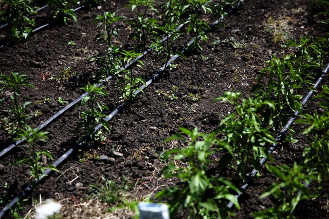 Sustainable Irrigation for a Flourishing Garden