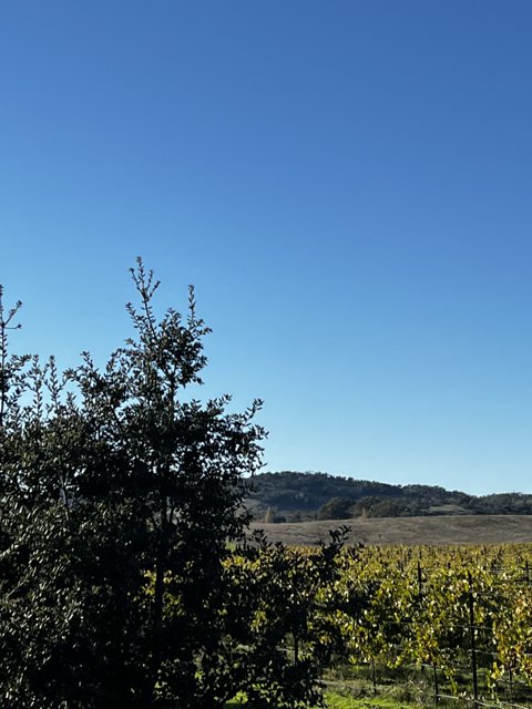 Serene Vineyard Field with Blue Sky