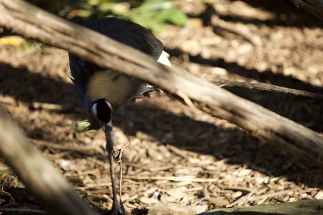 Majestic Long-Beaked Bird at SF Zoo