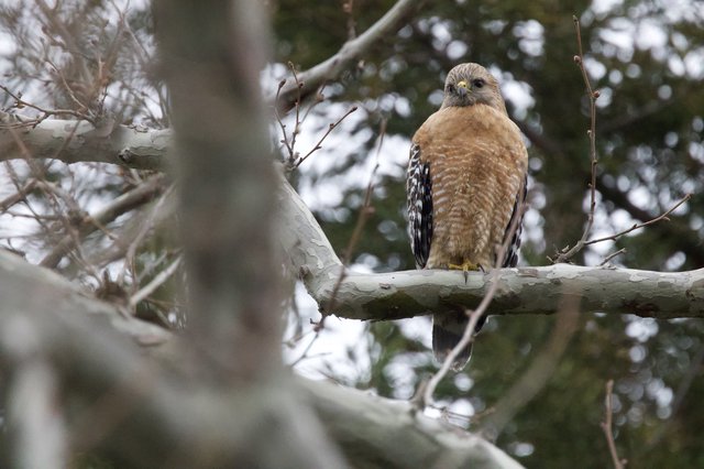 Red-shouldered Hawk Perched on Winter Branch