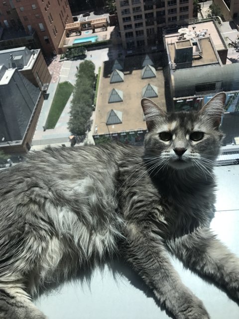 The Rooftop Cat