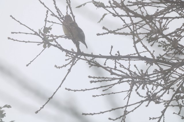 Backlit Bird Perched on Foggy Winter Branch