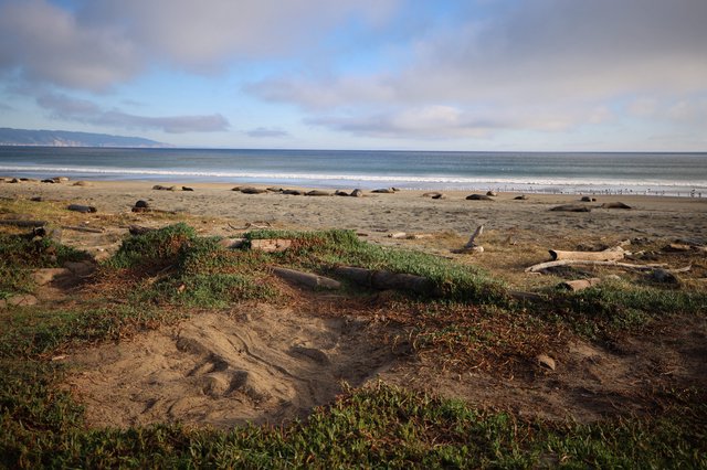 Elephant Seals Resting on Drakes Beach at Sunset