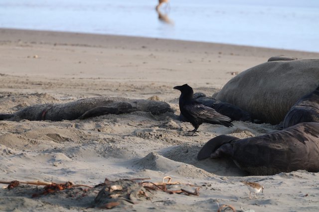 Crow Scavenging Among Elephant Seals on Sandy Beach