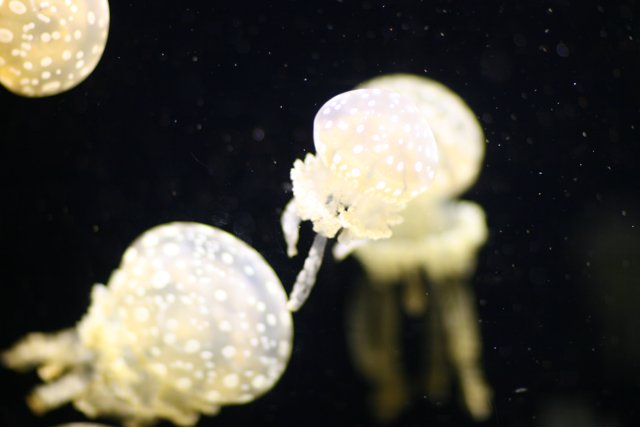Mesmerizing Jellyfish in the Aquarium