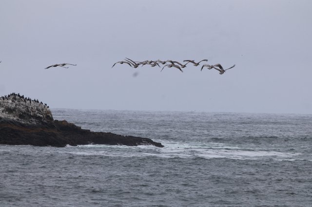 Pelicans Soaring Over Rugged Pacific Coastline