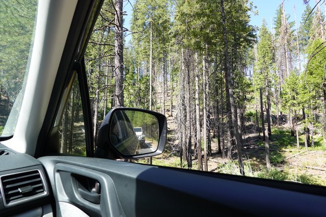 Forest Road Journey Through Burned Landscape