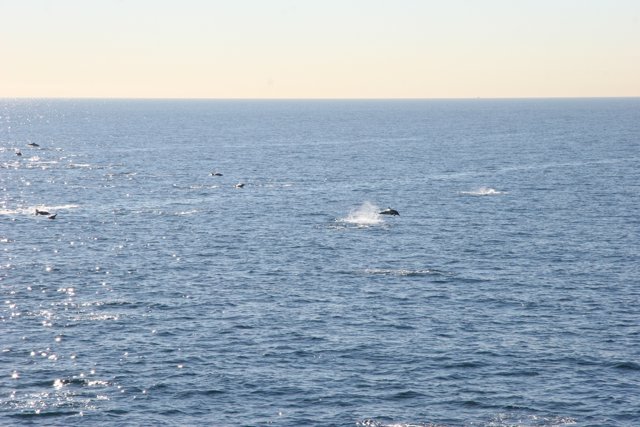Majestic Whales Swimming Near Shoreline