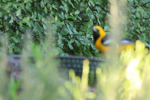 Hooded Oriole Perched Among Dense Green Foliage