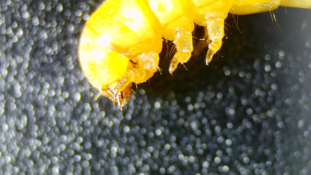 Extreme Macro: Yellow Spider Clinging to Surface