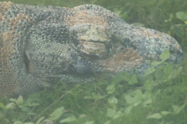 Slumbering Giant: Monitor Lizard at Rest