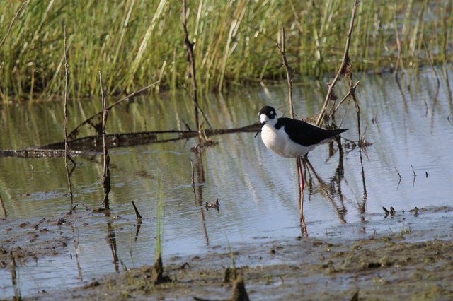Black-necked Stilt Wading in Shallow Wetland Waters