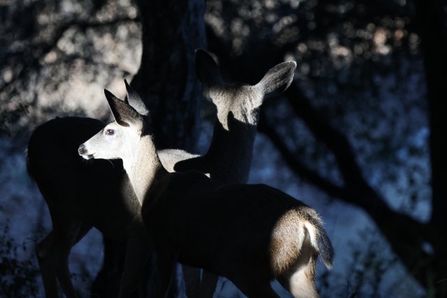 Morning Grace in Carmel Valley