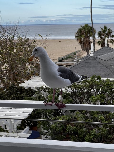 Seagull's View