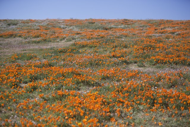 Orange Bloom Blanketing the Countryside