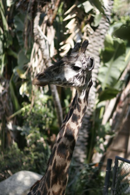 Majestic Giraffe in the Zoo