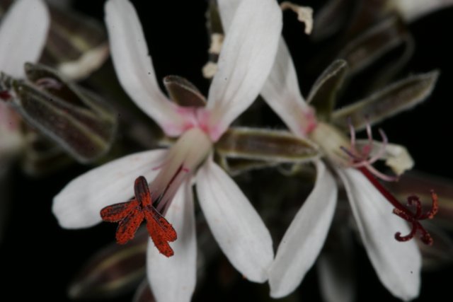 Red and White Petals