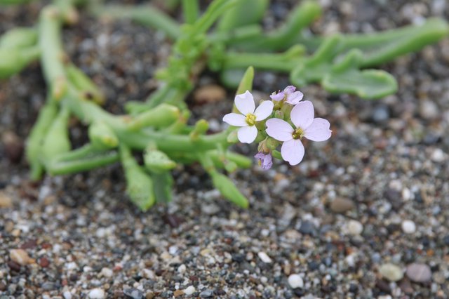 Delicate Beach Wildflower Blooming on Sandy Shore