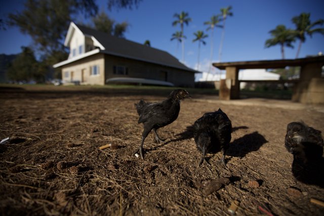 Flock of Chickens Roaming Free in Hawaii Countryside
