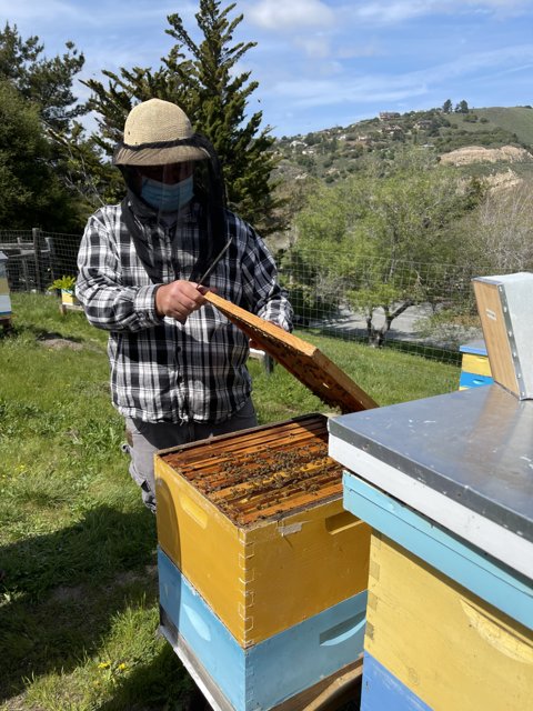 Beekeeper in Plaid Shirt Inspecting Hive