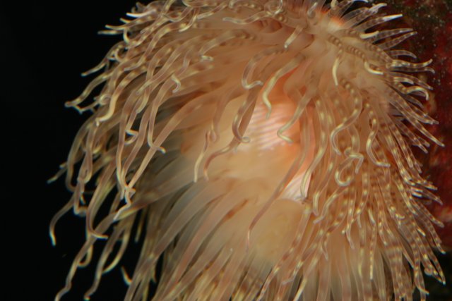 Vibrant Sea Anemone in the Aquarium