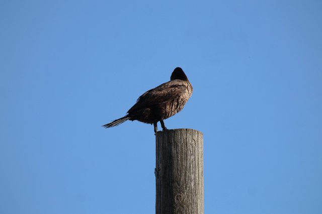 Turkey Vulture Perched on Weathered Post at Dusk