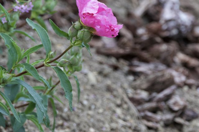 Pink Blossom Prelude